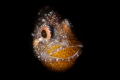   Male Cardinal Fish EggsNikon D850 Nauticam Housing DS161 Retra LSD SnootISO100 f14 1200s 1/200s 200s  